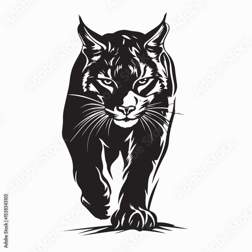 Bobcat Walking vector Images Isolated on white background.