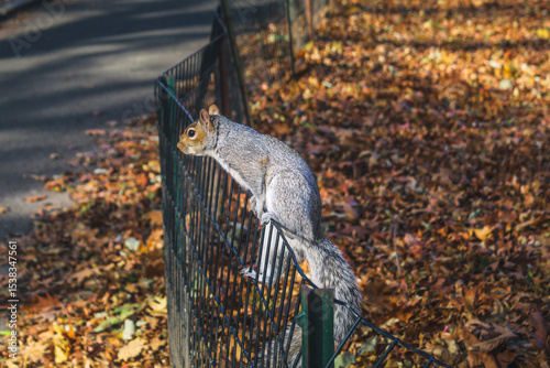 Photos A gray squirrel perches on a fence in Central Park, New York City