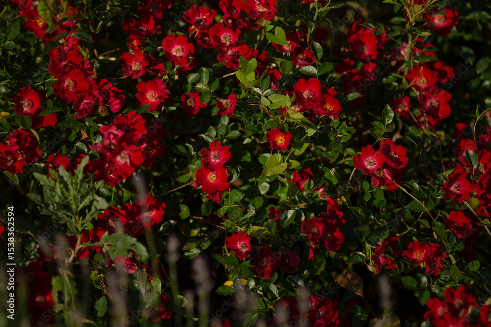 Obraz premium A beautiful bush adorned with plenty of vibrant red flowers and lush green leaves, creating a stunning display of natures beauty