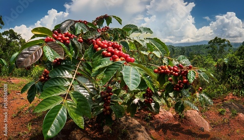 tropical guarana shrubs paullinia cupana in the amazon rainforest supporting food drinks and coffee industries