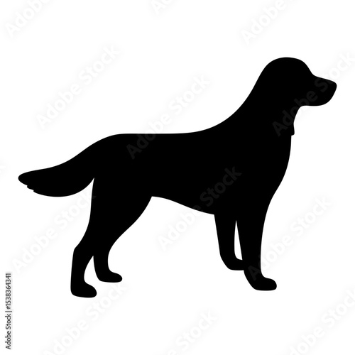 Elegant Silhouette of a Noble Golden Retriever Dog Standing Calmly