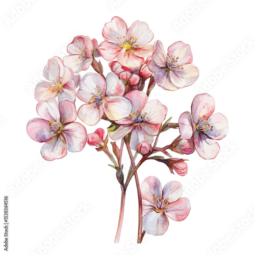 Photos A Saxifrage Bouquet, watercolor clipart vector, isolated on a white background