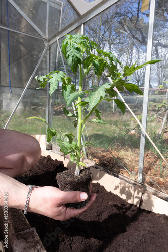 Hand holding a tomatoe plant ready to be planted into a vegetable bed inside a greenhouse glasshouse.