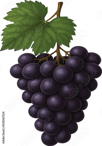 bunch of grapes isolated on white background