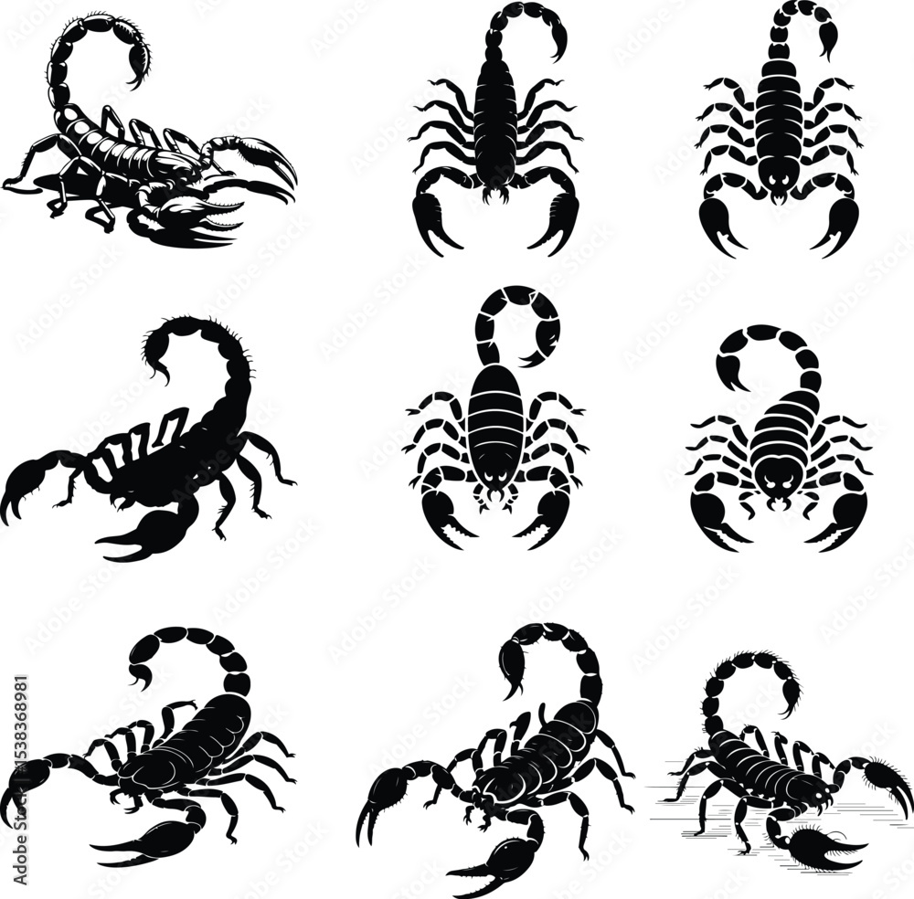 Fototapeta premium Silhouette a Scorpions vector a white background