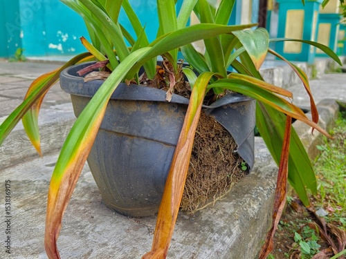 Plastic flower pot is cracked and deformed by large plant roots, showing signs of poor repotting and overgrowth