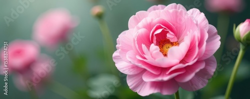 Delicate pink & white ranunculus blooms, close-up , plant, elegant