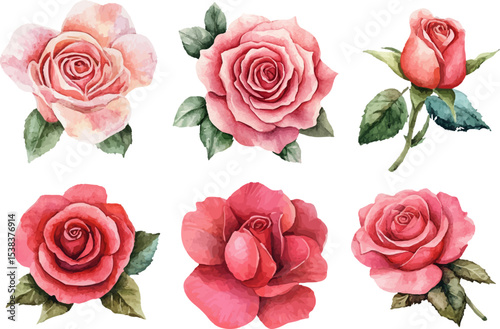 set of roses vector illustration