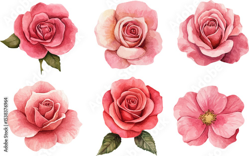 Botanical Watercolor Pink Rose Flower
