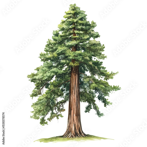 watercolor vector of A Redwood Tree, isolated on a white background.