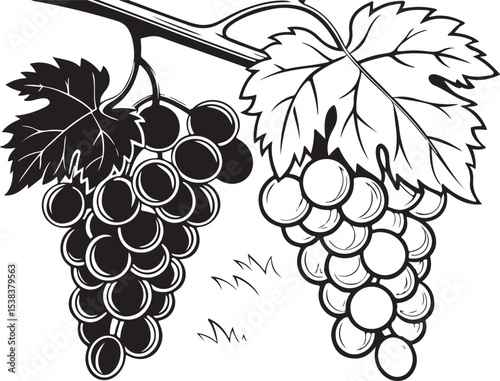 Purple and green grapes on a vine branch, a sweet fruit illustration perfect for wine and food designs