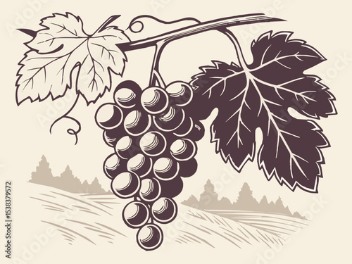 Green grape bunches on a leafy vine, perfect for wine and fresh fruit designs, harvest illustrations, or vineyard themes