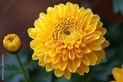 Vibrant yellow chrysanthemum flower in bloom alongside unopened bud against a dark background
