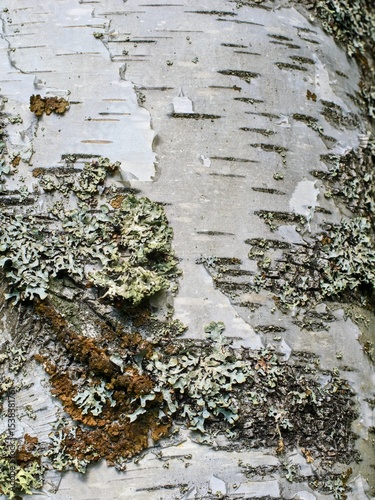 Detail of birch bark with lichen. Close up.