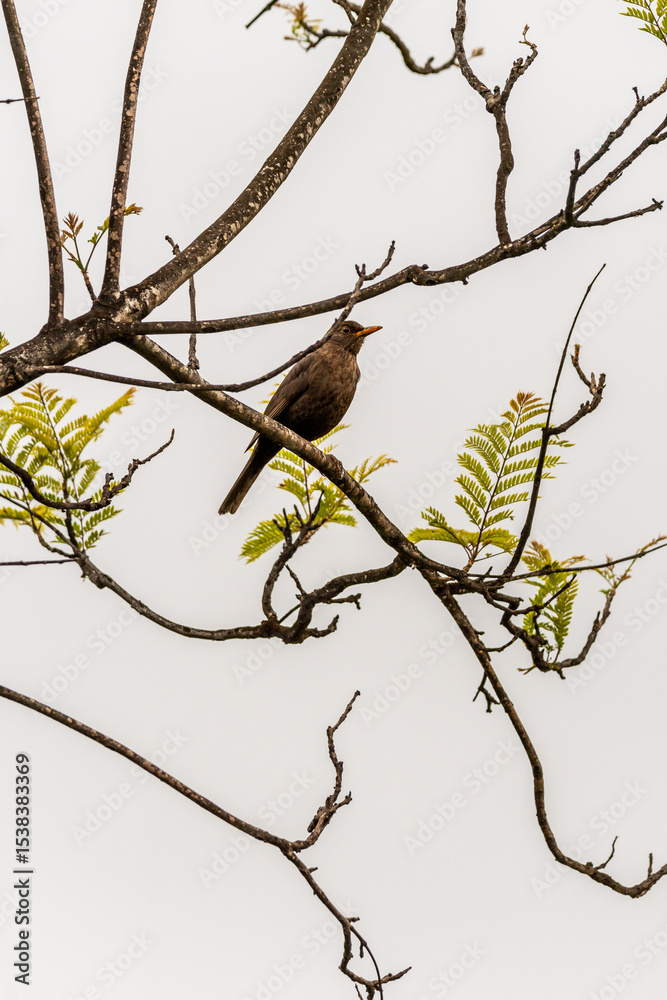 Turdus merula pertenece a la familia Turdidae. Turdus merula pertenece a la familia Turdidae.