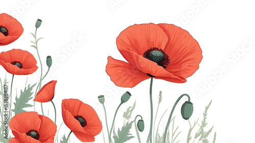 Vibrant Red Poppies in Full Bloom A Botanical Illustration