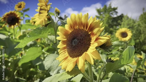 Sunflower Field in Full Bloom