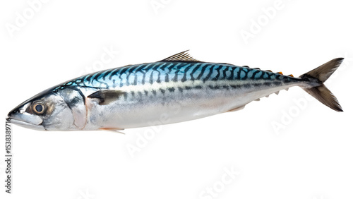 Mackerel fish with a streamlined body and distinctive blue stripes on a transparent background. The fish is fresh and ready for culinary use.