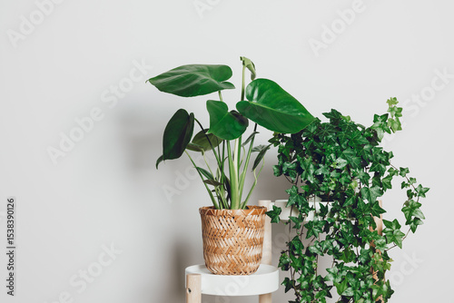 Beautiful house plants on stand with copy space. Ivy with monstera plant on pot holder, home decorating with green plants