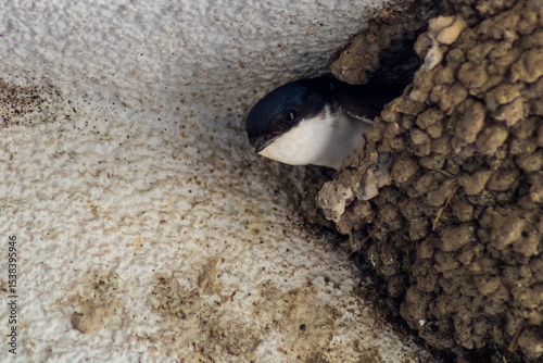 Swallow in its nest