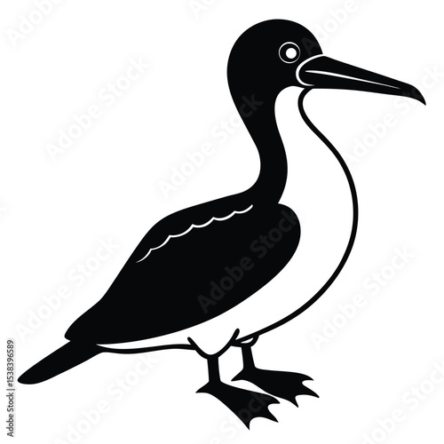booby vector