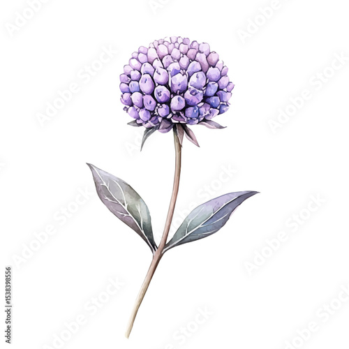 A Pincushion Flower Stem, watercolor illustration vector, isolated on a white background.