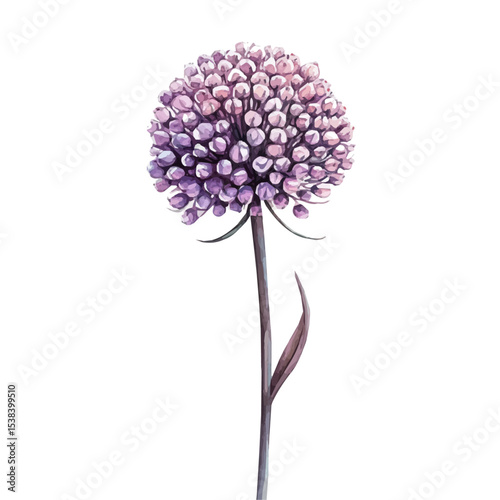 watercolor of A Pincushion Flower Stem, vector, isolated on a white background.