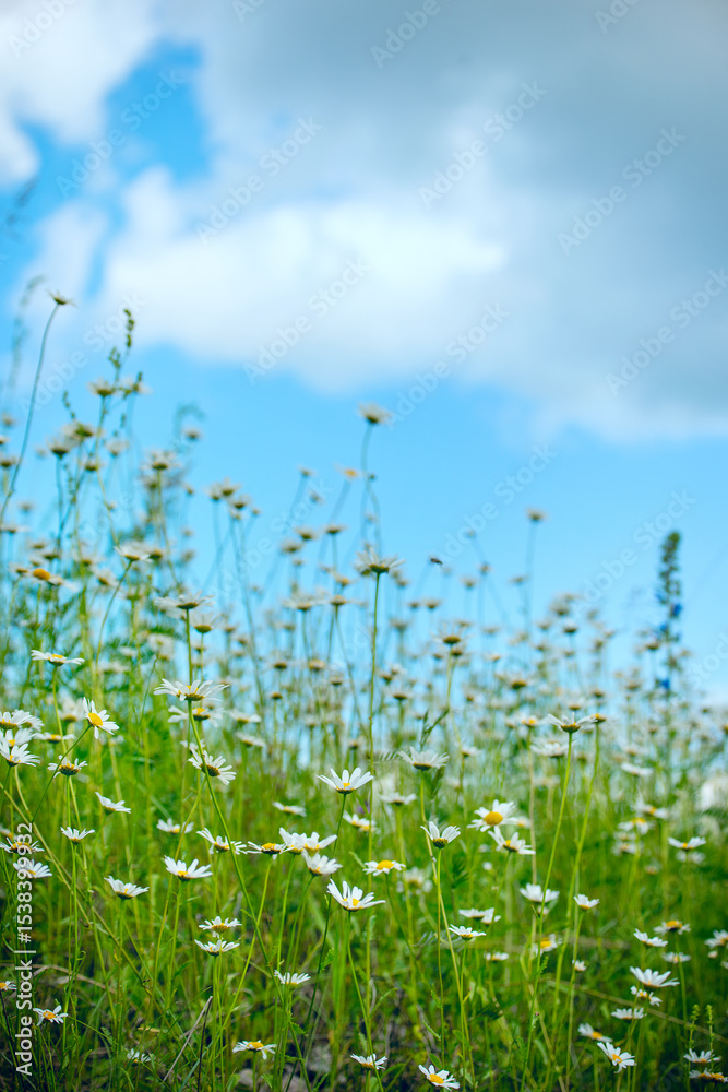 Obraz premium Summer chamomile field with wildflowers under blue sky. Fresh green meadow, rural landscape, natural beauty, eco concept, blooming herbs, calm countryside scenery.