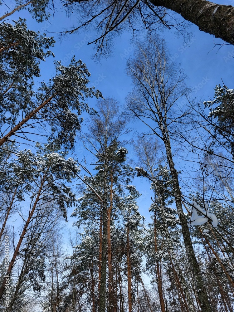 Tall pine trees captured from below, reaching into a cloudless, bright blue sky Tall pine trees captured from below, reaching into a cloudless, bright blue sky