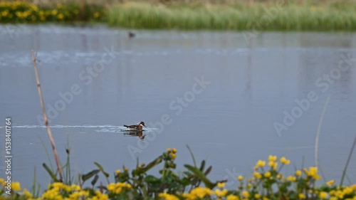 Red Necked Phalarope swimming rapidly across surface of lake, occasionally dunking head under water, looking for food. photo