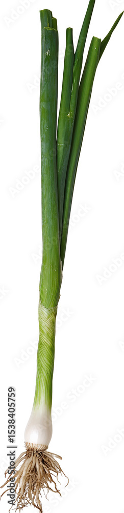 Obraz premium Fresh Organic Scallion with Roots