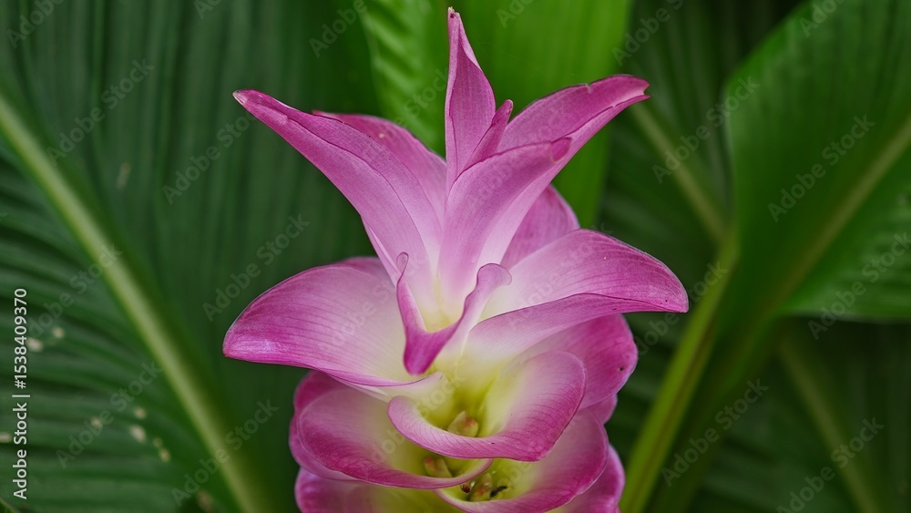 Fototapeta premium Siam tulip in the forest.