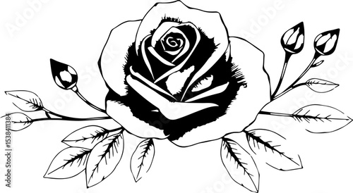 black and white rose