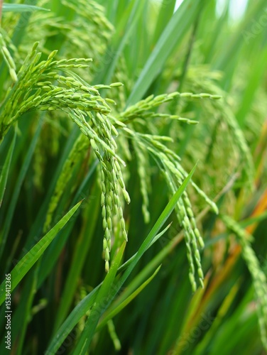 Close-up of rice plant. Featuring green rice stalks and grains. Highlighting the growth and development of greenrice. Perfect for agricultural background concept