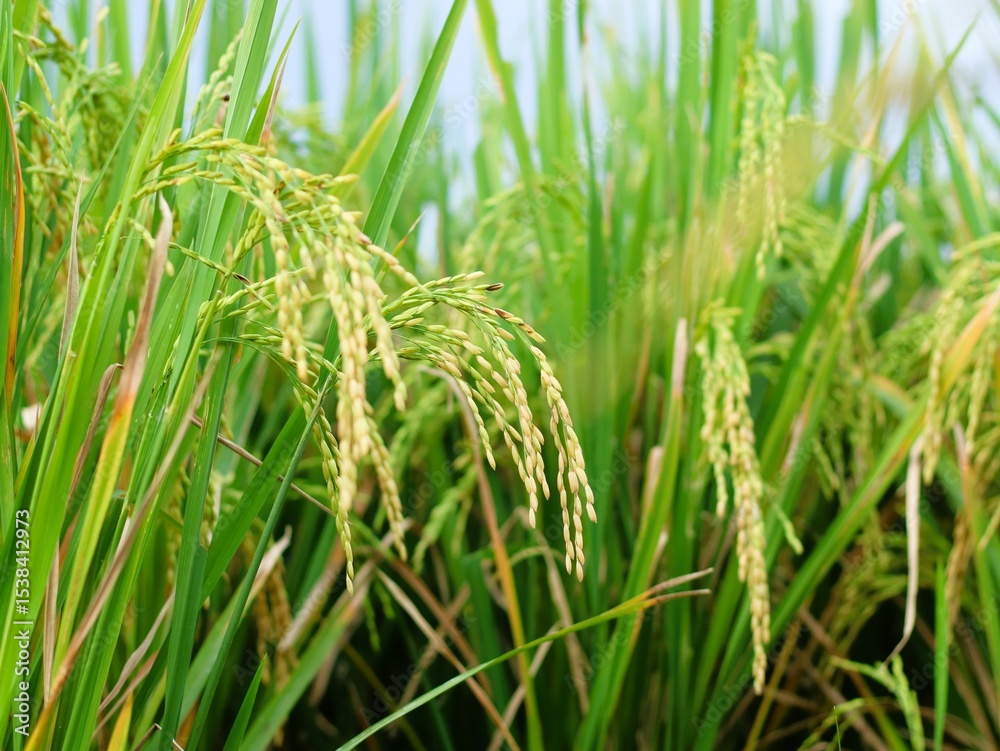 Close-up of yellow rice plants ready for harvest, a green lifestyle of sustainability and abundance Close-up of yellow rice plants ready for harvest, a green lifestyle of sustainability and abundance