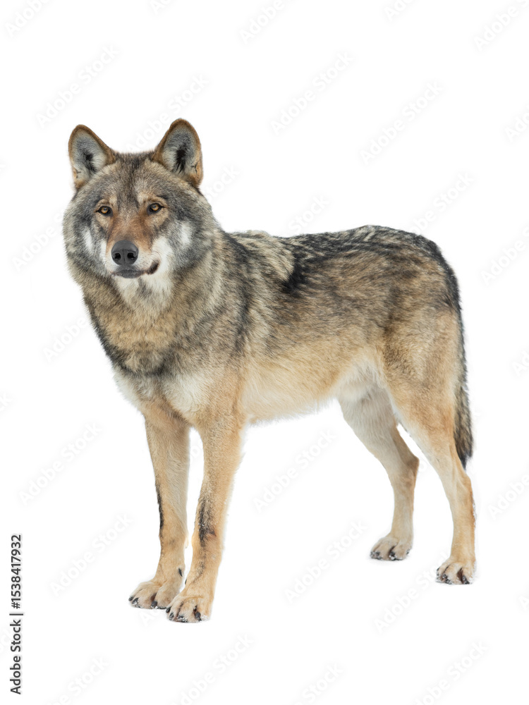 Fototapeta premium gray wolves isolated on white background