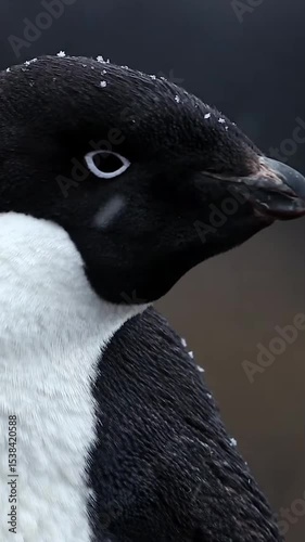 close up of a penguin