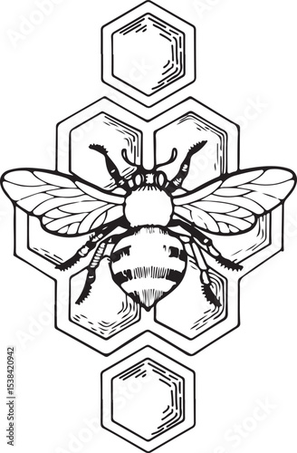 Detailed black and white illustration of a honeybee on a honeycomb structure