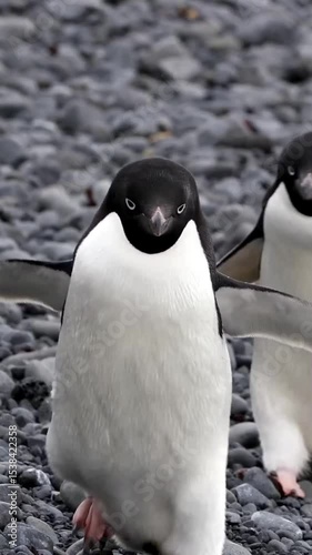 penguins on the rocks