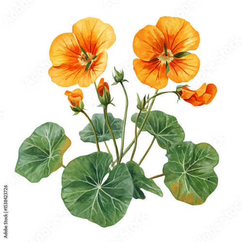 watercolor vector of A Nasturtium Plant, isolated on a white background.