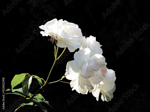 White rose flowers on black background. White summer flower. Climbing or rambler rose on black. Floral background. Flowers layout, card, love, romantic. English roses. White petals. Black and white.