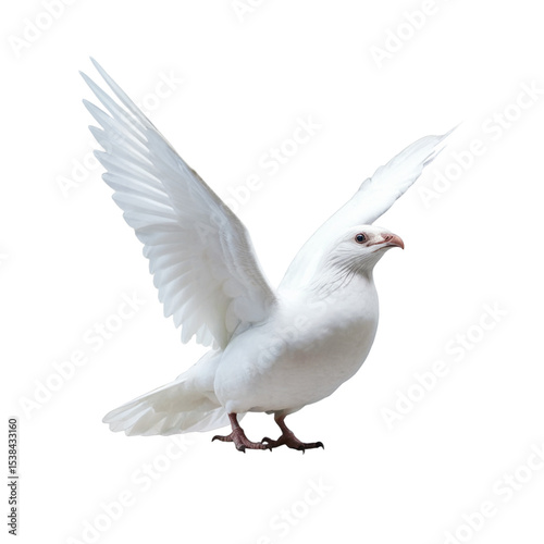 white pigeon dove flying on the transparent background 