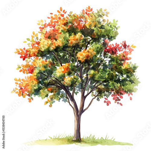 A Mountain Ash Tree, watercolor illustration vector, isolated on a white background.