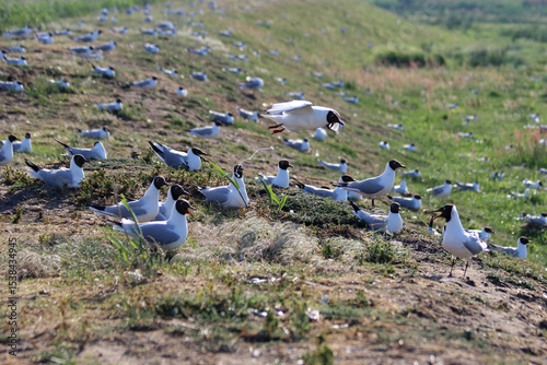 viele Lachmöwen auf einer Wiese
