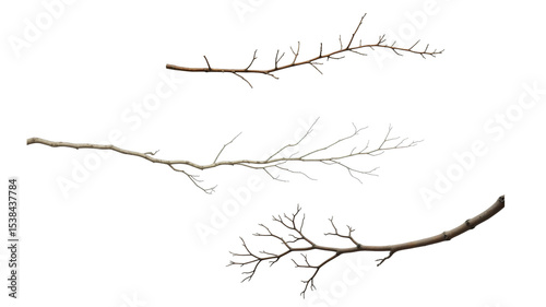 Canvas Print twig or branch png