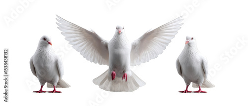 Three white doves in flight and at rest, showcasing their feathers against a neutral backdrop