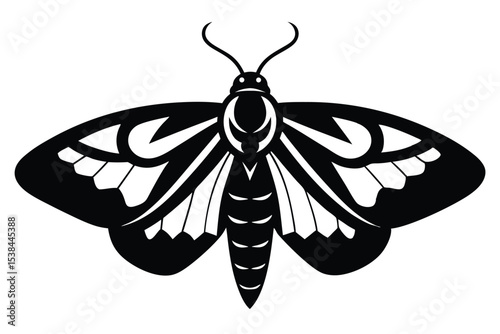 Detailed moth art displays intricate patterns, black silhouettes, and striking symmetrical wing shapes