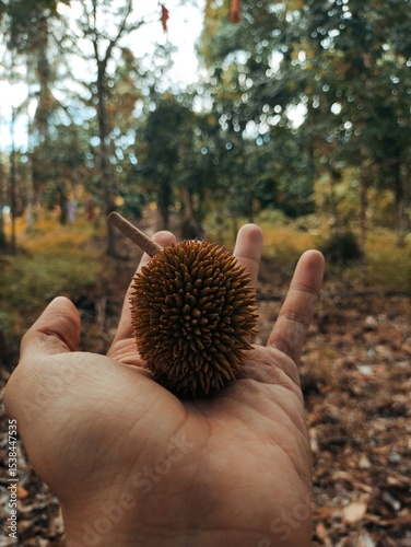 durian fruit