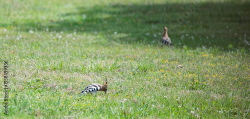 Hoopoe (Upupa epops), a colorful migratory bird, recognizable by its orange and black crest.