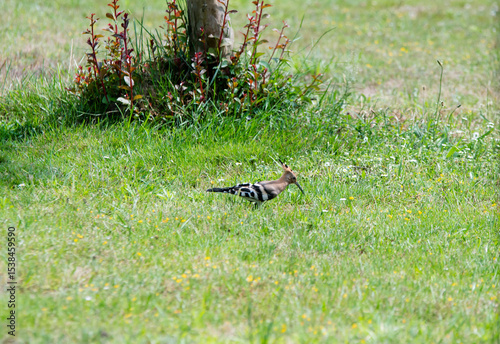 Hoopoe (Upupa epops), a colorful migratory bird, recognizable by its orange and black crest.
